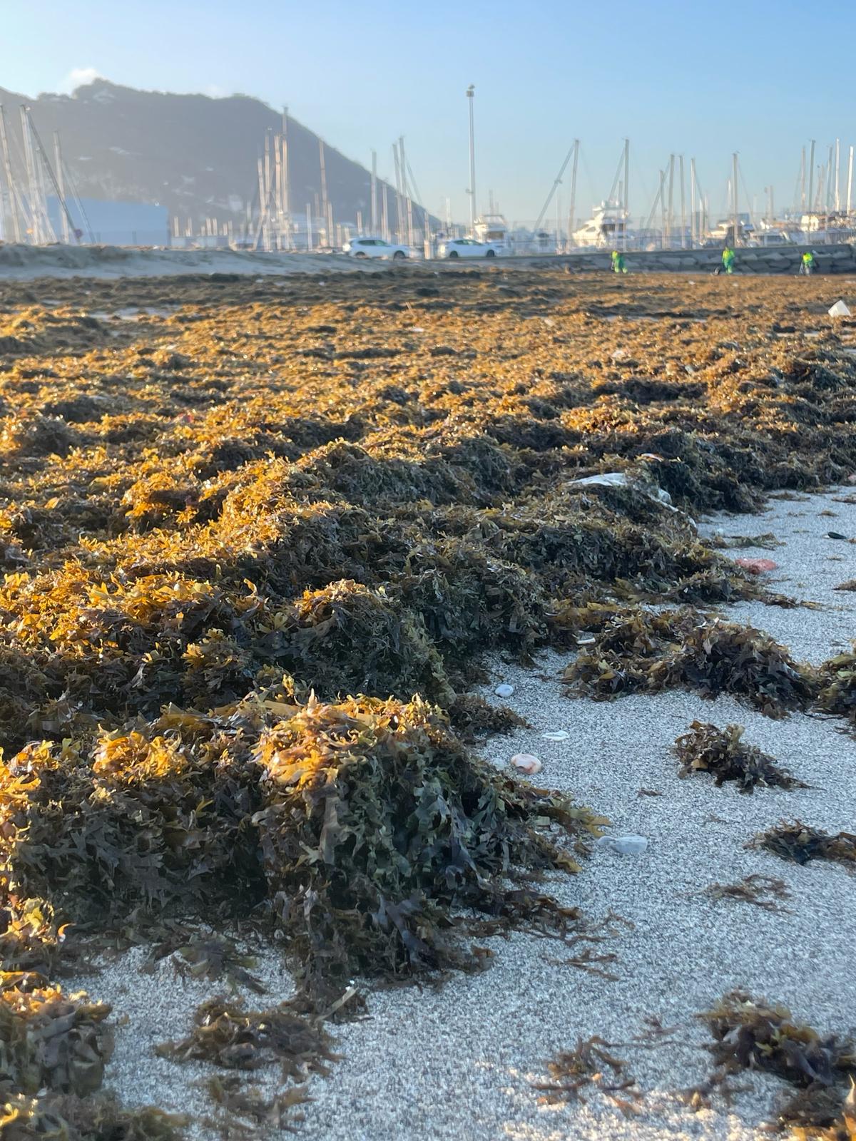 Algas playa Poniente 2024