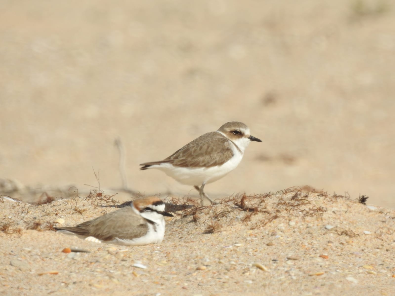 Chorlitejos patinegros
