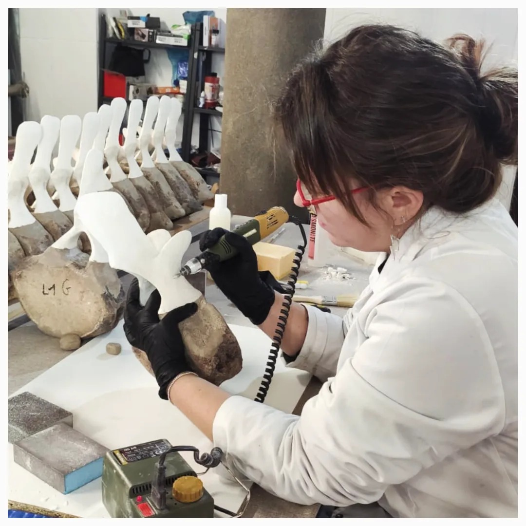 Ecolocaliza esqueleto