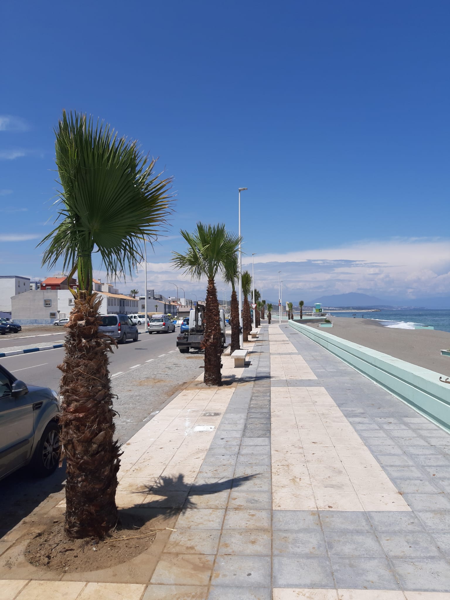 Nuevas palmeras levante 1