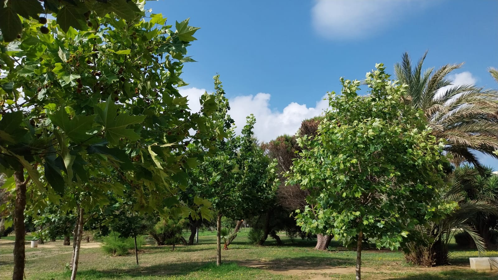 Parque P Sofia verde