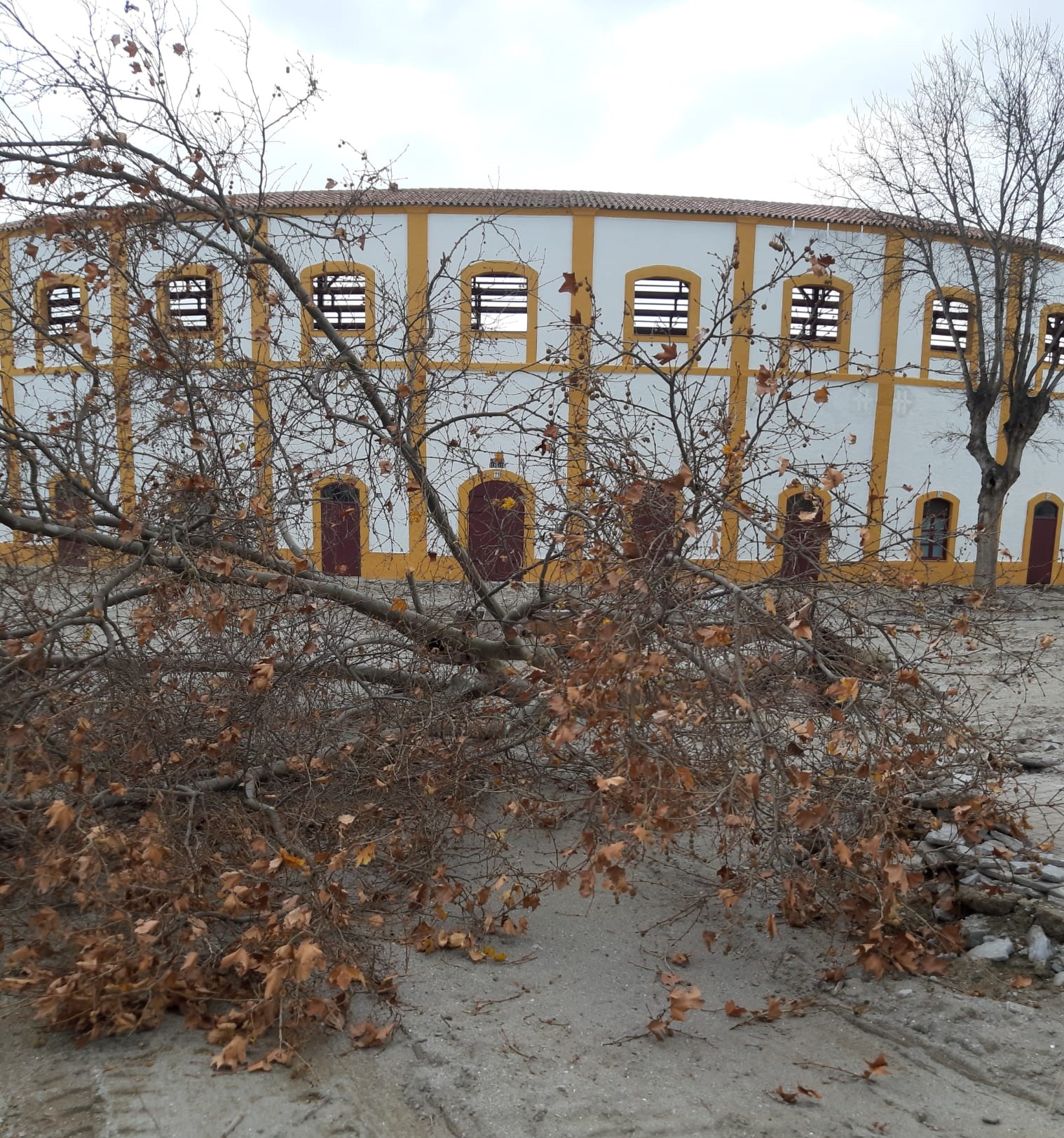 Desprendimiento castaño