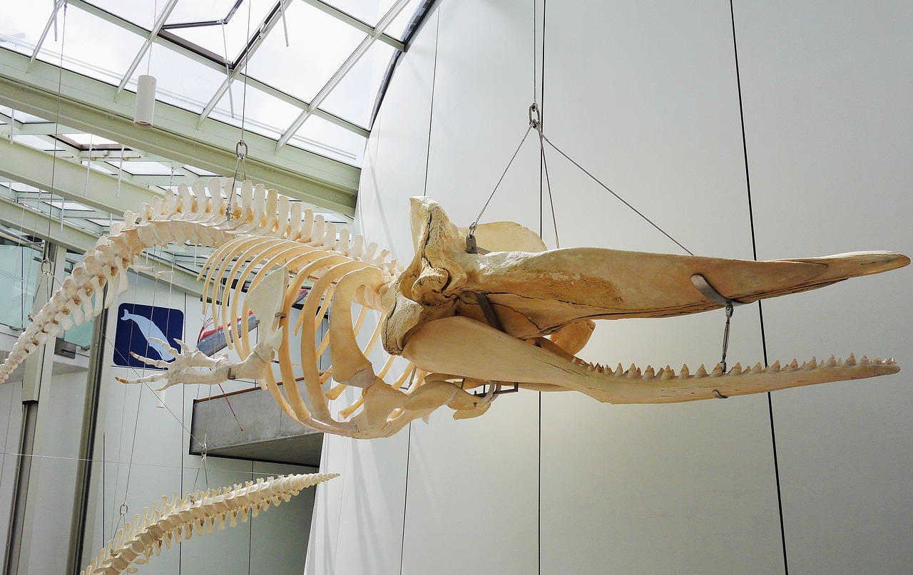 Esqueleto ballena