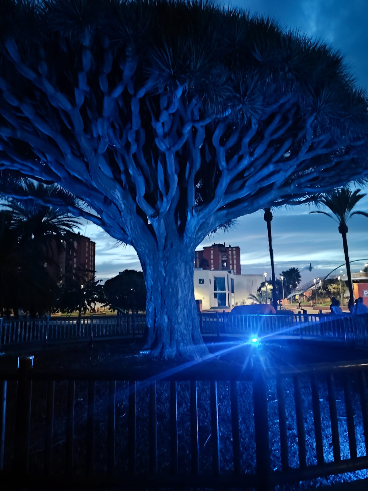 Iluminacion drago Asoc Matrioska