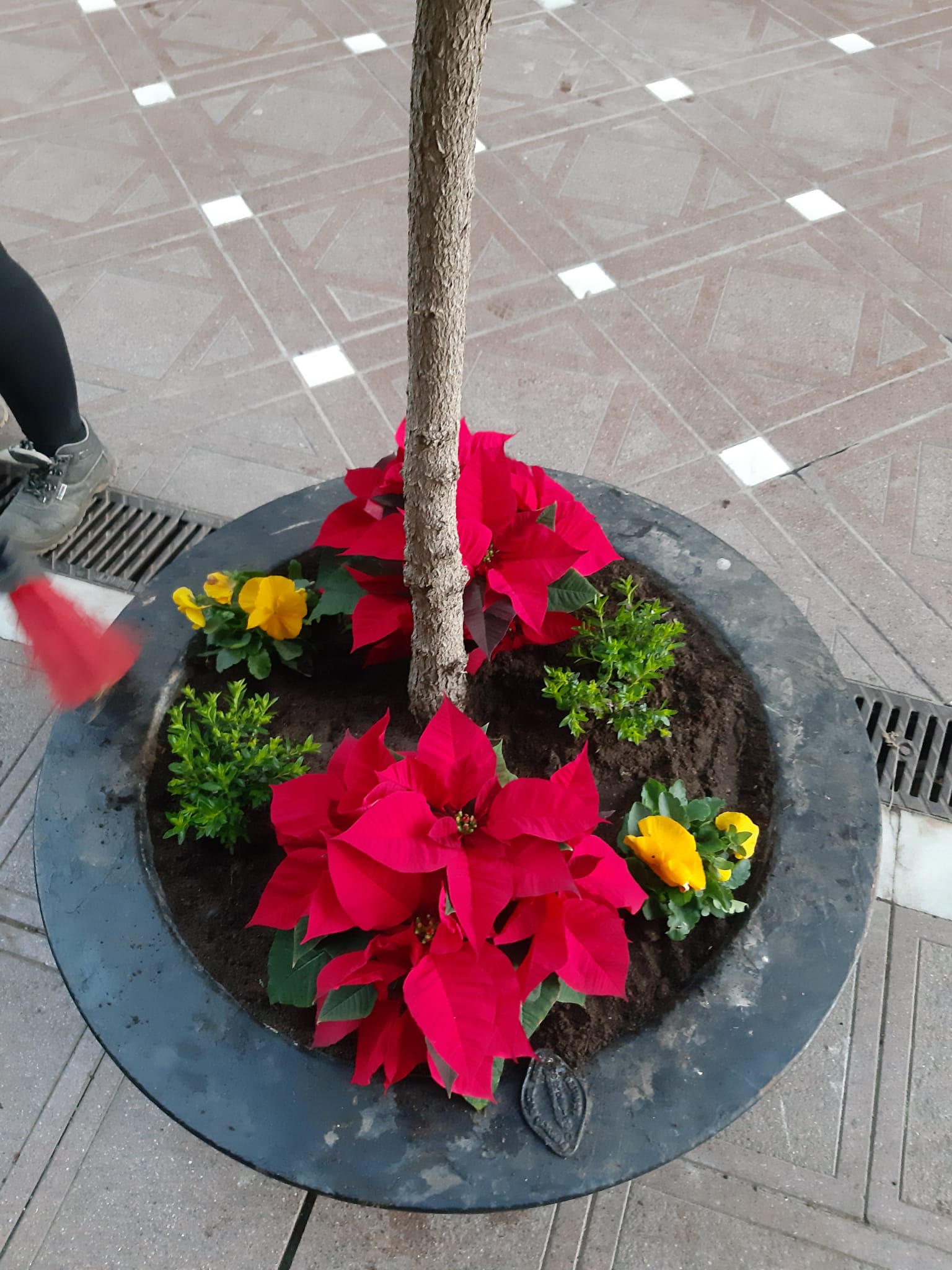 PLANTACION DE PASCUEROS