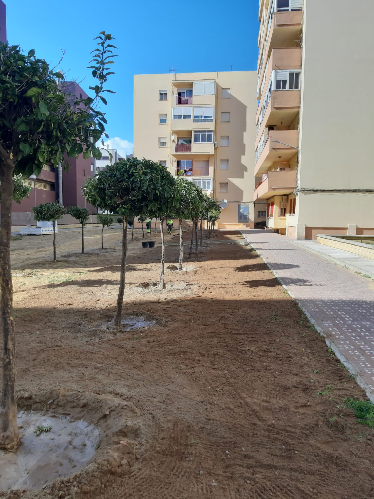 TRASPLANTE DE ARBOLES 1